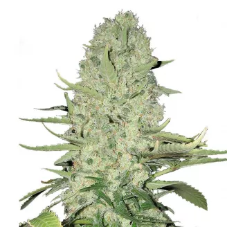 Сорт семян конопли White Widow Auto Fem.