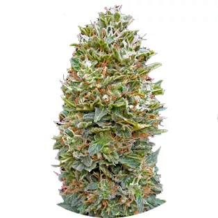 Сорт семян конопли Bubble Gum Auto Fem.